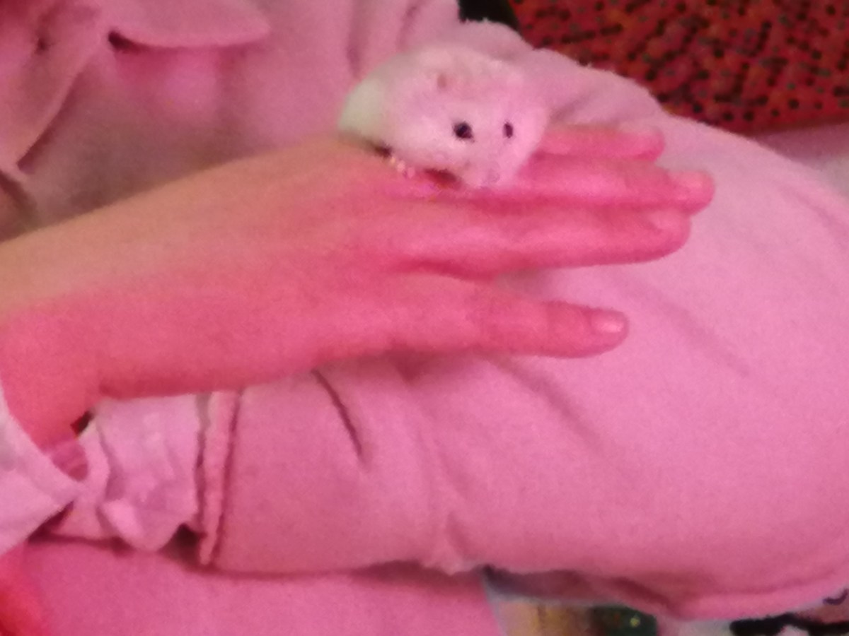 Dragon Party (Oriental&nbsp;Techno)